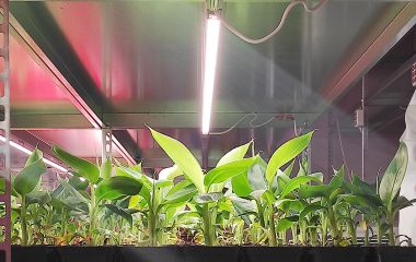 Еволюція світлодіодного освітлення для рослин